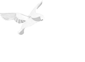 abakoz IT Services LTD (2)
